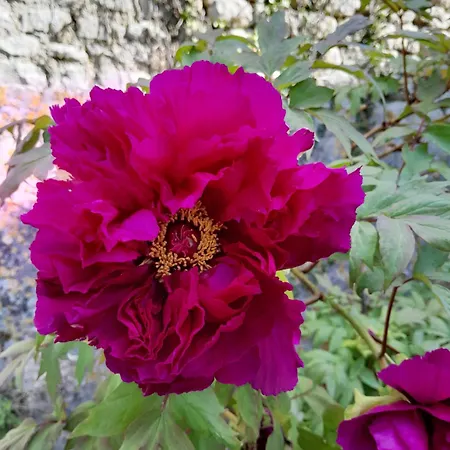 Chez Eugene Et Valerie Vue Sur Jardin
