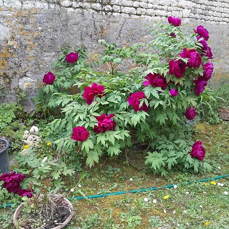 Bed and Breakfast Chez Eugene Et Valerie Vue Sur Jardin Saint-Cybardeaux